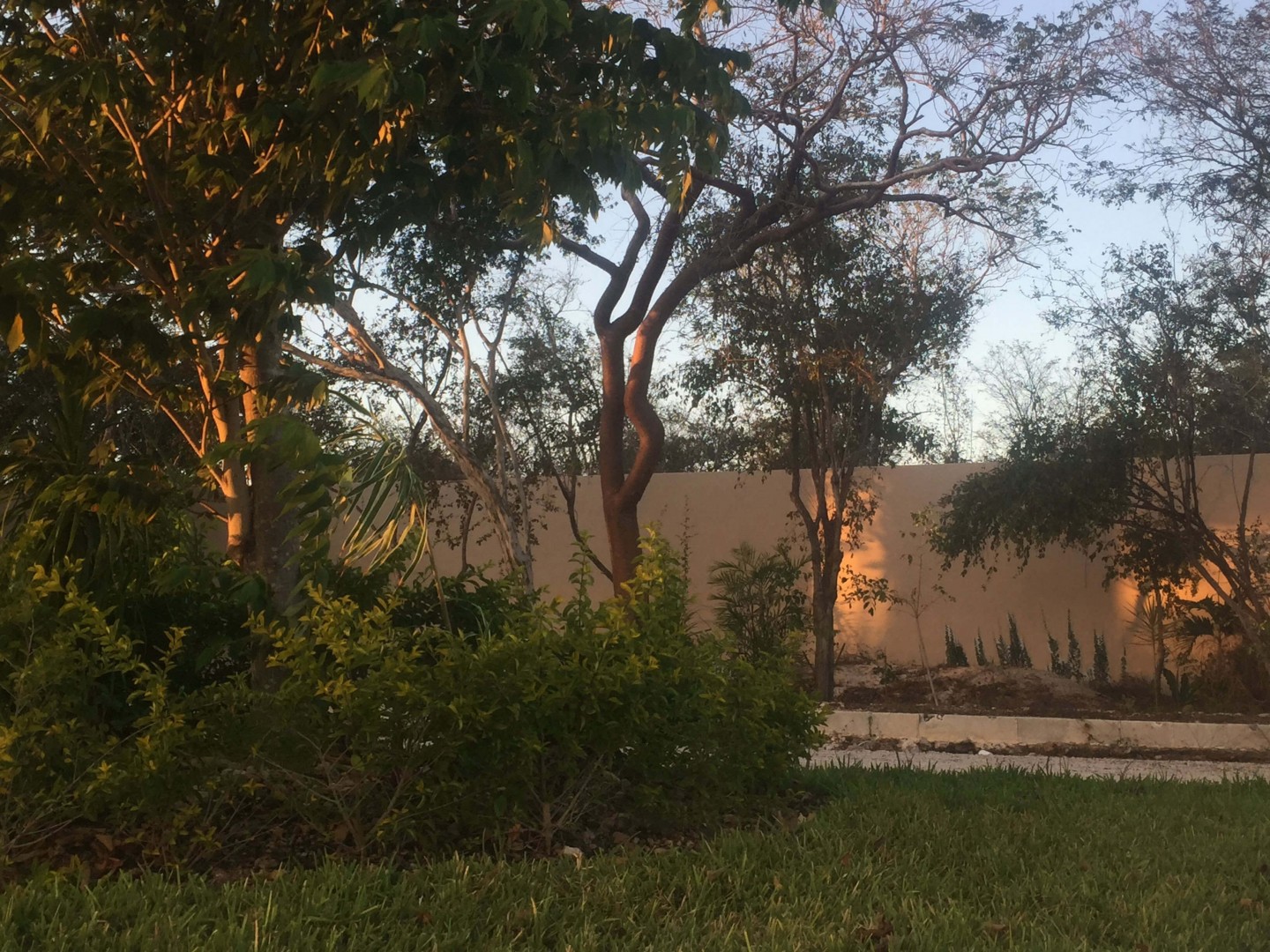 50% de los lotes vendidos en preventa